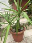 Yuca e mini tomateiro de jardim em vaso de plástico