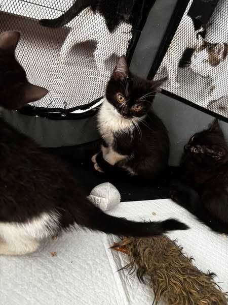 Mięta - chętnie nada orzeźwienia twojemu życiu!