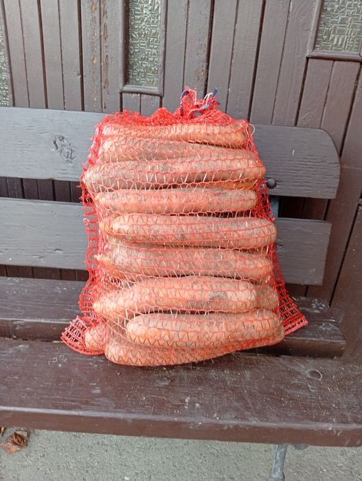 Marchew jadalna i paszowa nerac