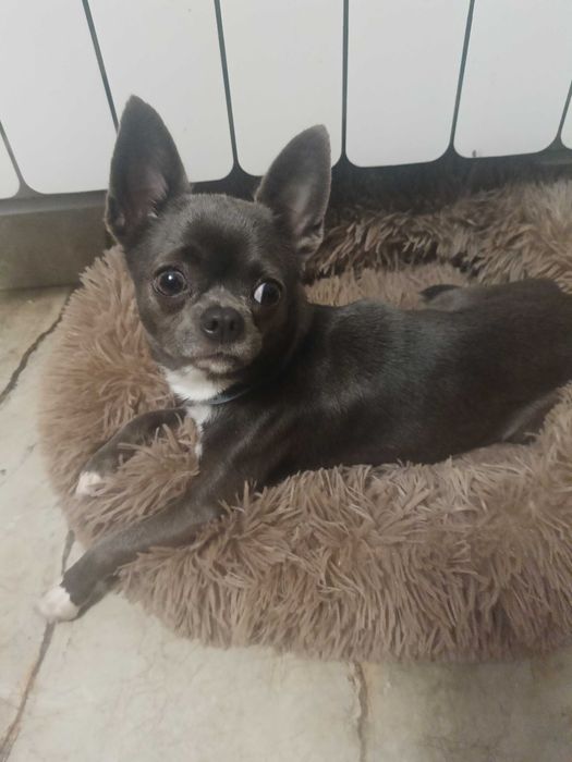 Suczka chihuahua niebieska