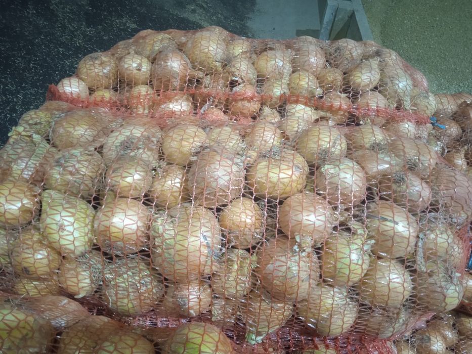 Продам цибулю велику