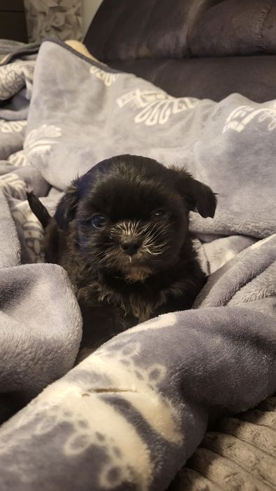 Shih-tzu shihtzu pies z rodowodem odbior początek grudnia