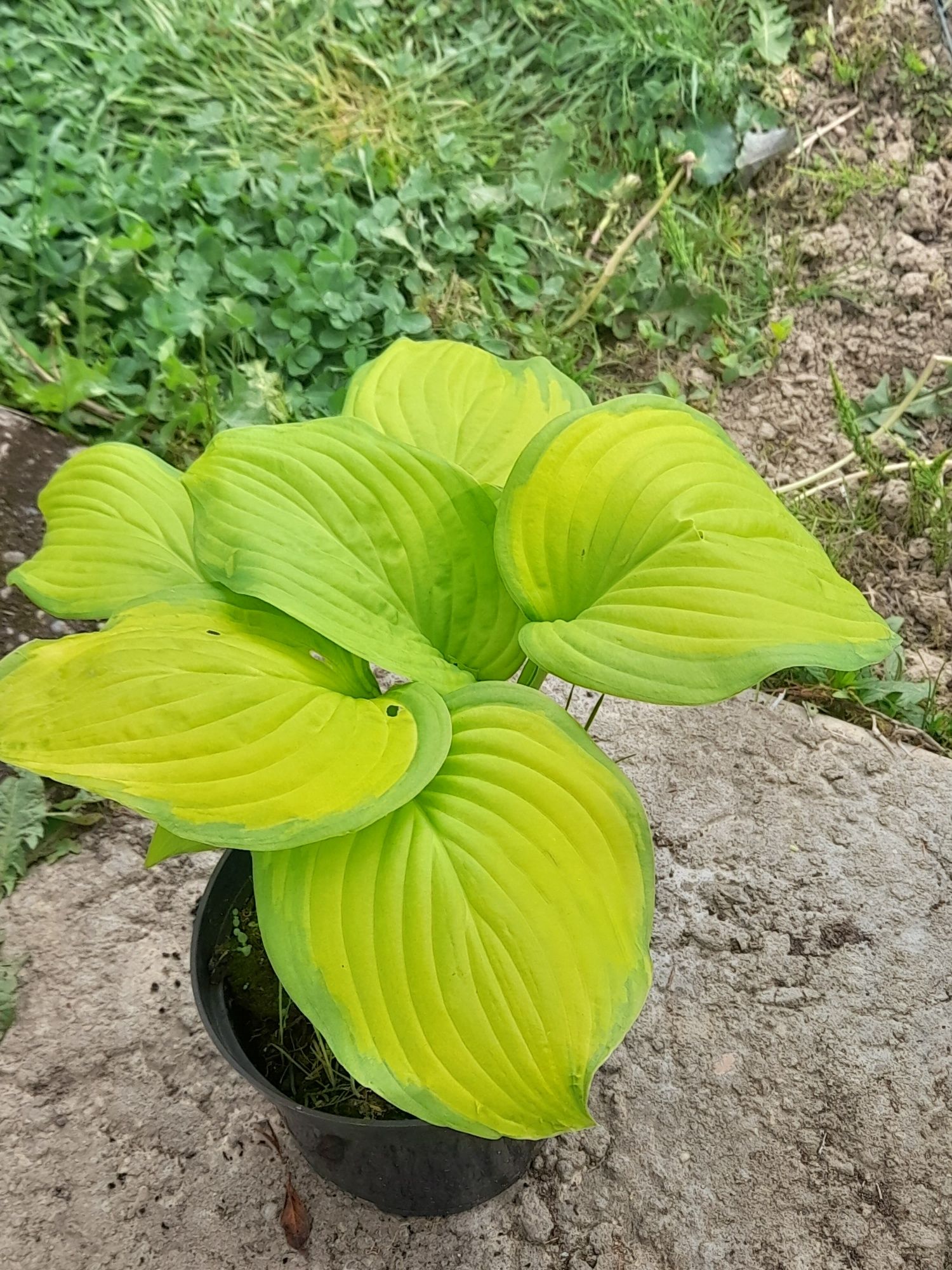 Hosta , funkia w odmianach 10+ 1 gratis