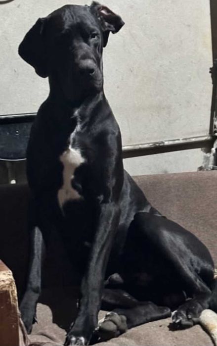 OSTATNIA Dog Niemiecki czarna suczka