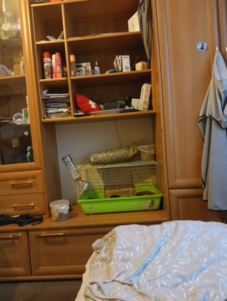 Świnka morska samica