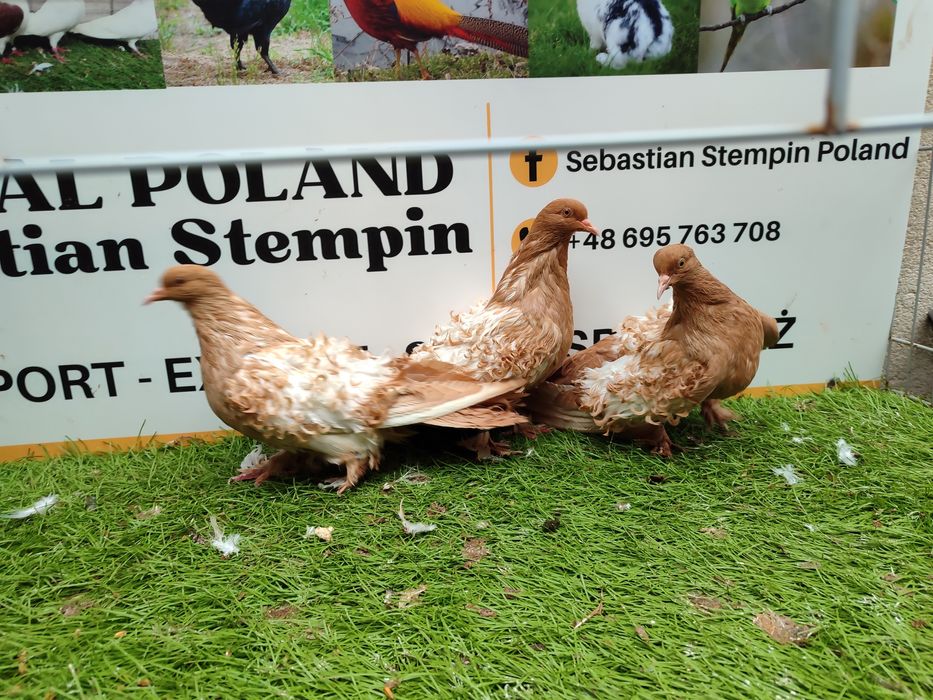 Gołębie. Loczki. Loczek. Możliwy transport