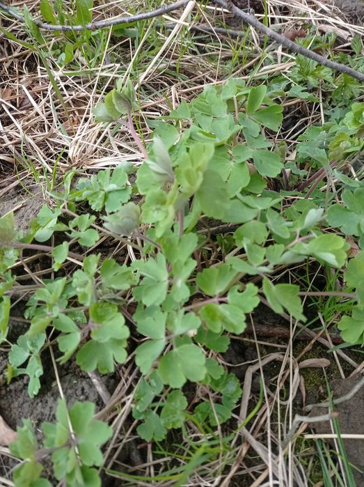 Orlik pospolity młode karpy