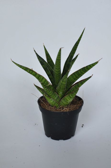 Sansevieria ''Boogie Woogie'' - dwie do wyboru