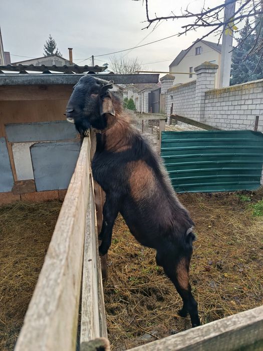 Альпо-Нубийский козел