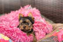 Yorkshire Terrier FCI - York