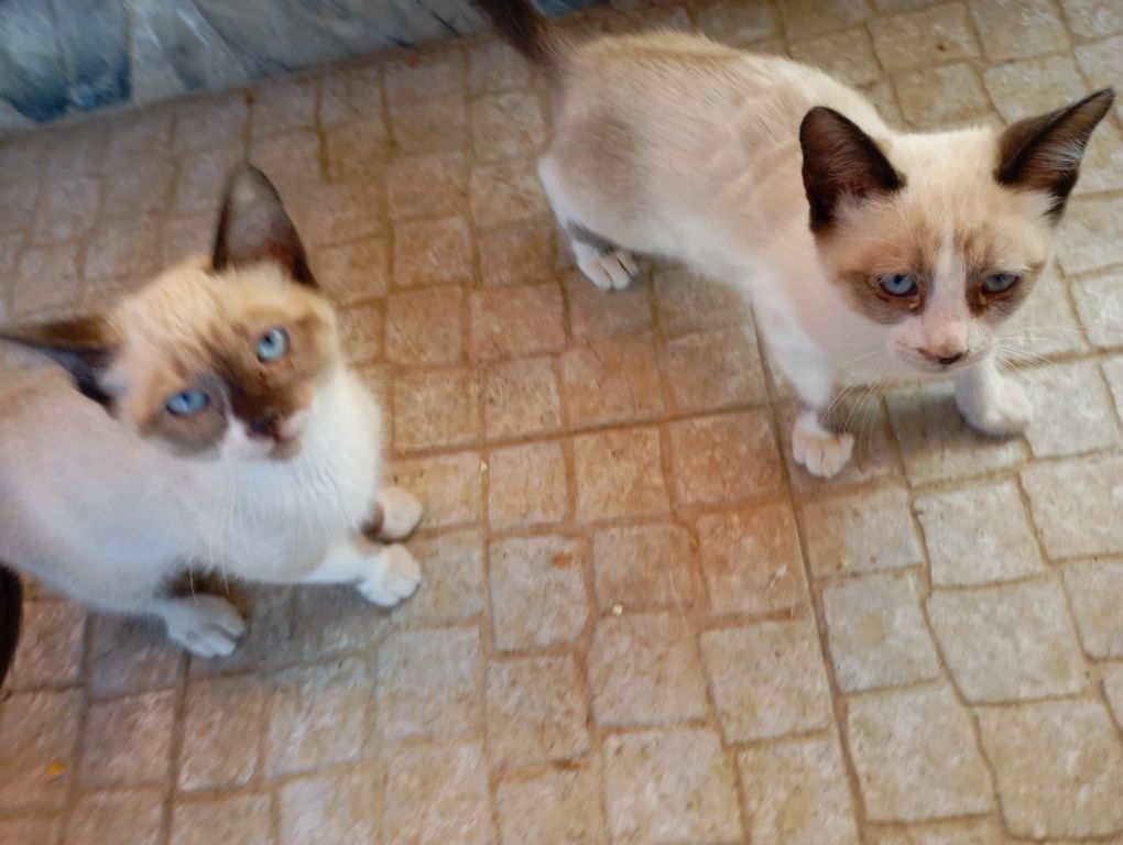 Gatinhas prara adoção