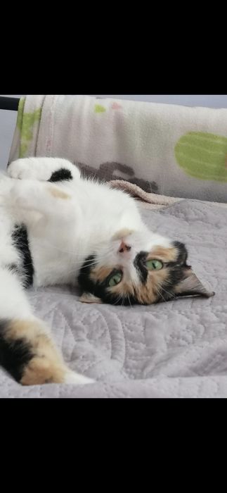 Oddam kotke w dobre ręce