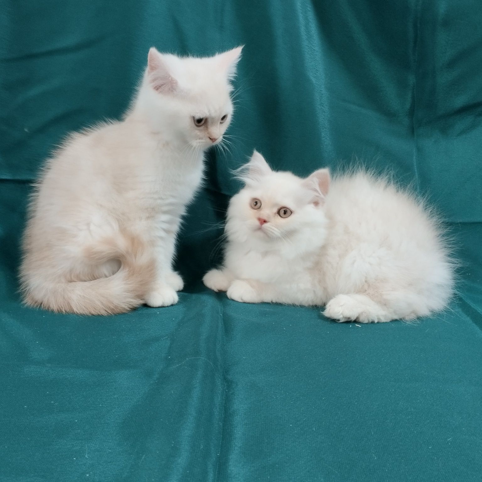 Шотландські прямовухі кошенята