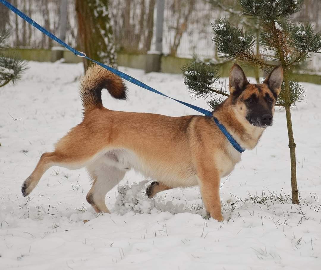 Scooby szuka kochającego domu