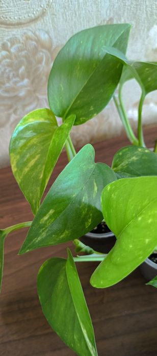 Епіпремнум золотистий і Неон кімнатні рослини ліани