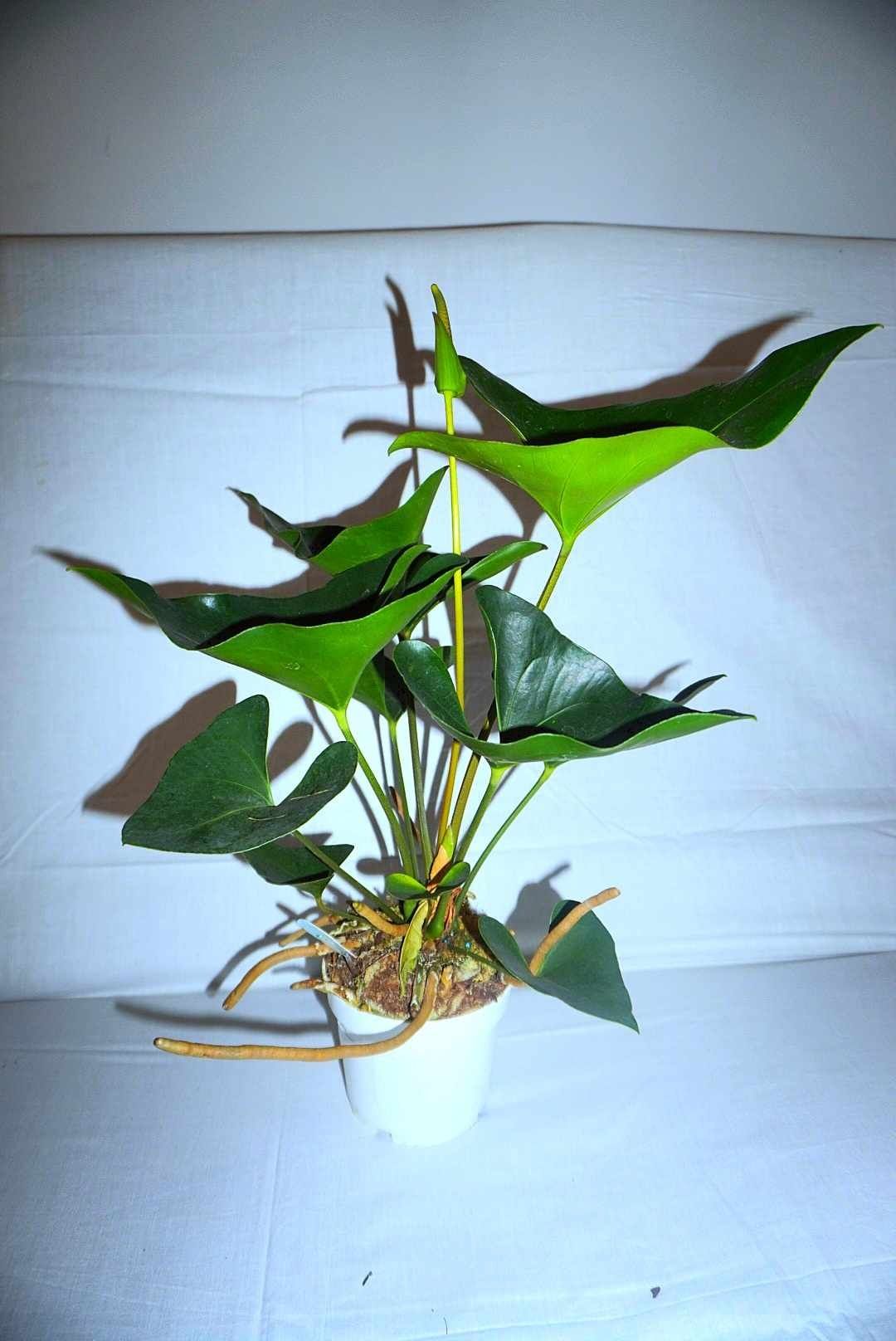 Anthurium Arrow/ WYSYŁKA