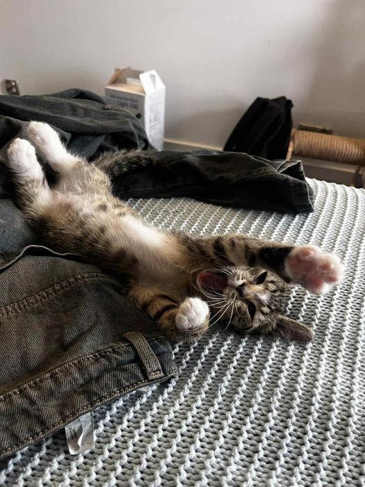 Dora - czarujące kocie dziecko