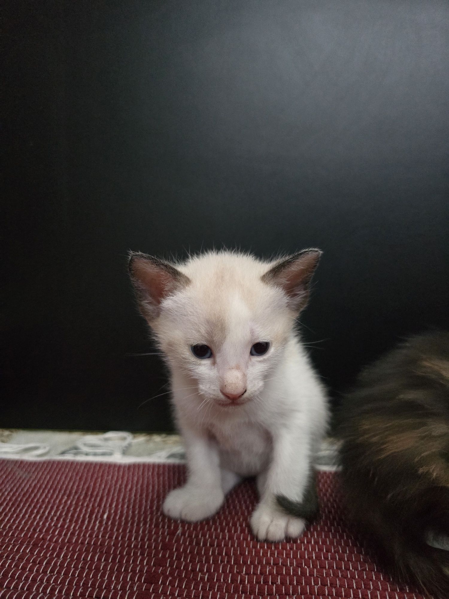 Gatos bebés para adoção responsável