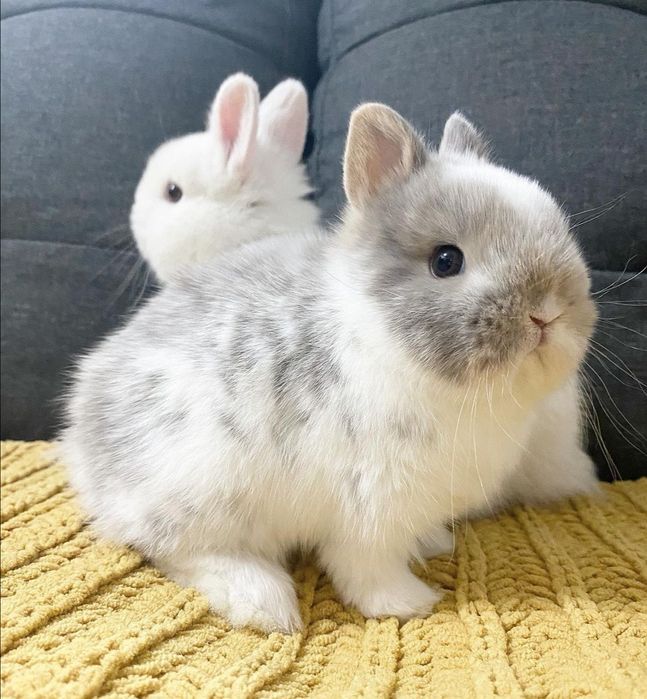 KIT Coelhos anões teddy e mini holandês muito fofos e super dóceis