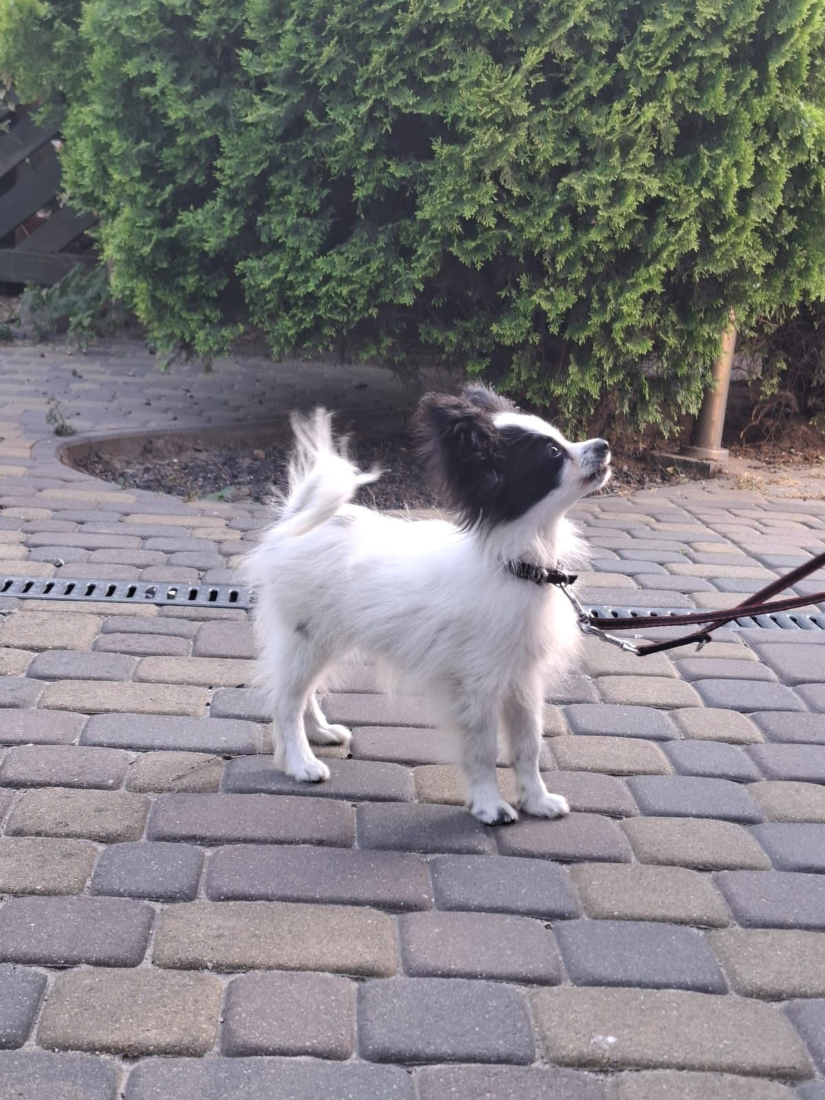 Spaniel Kontynentalny Miniaturowy Papillon