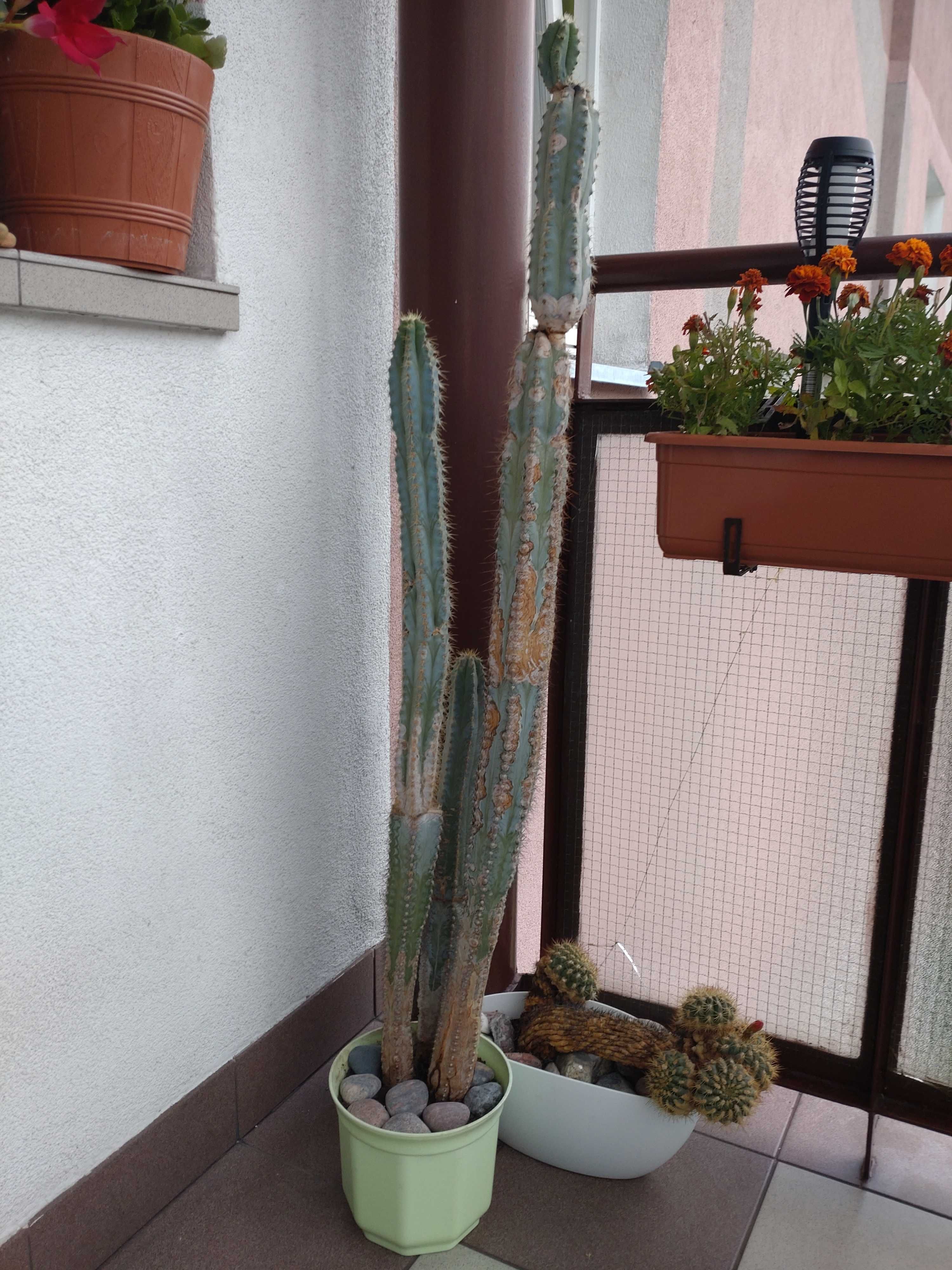Sprzedam Kaktus wysoki