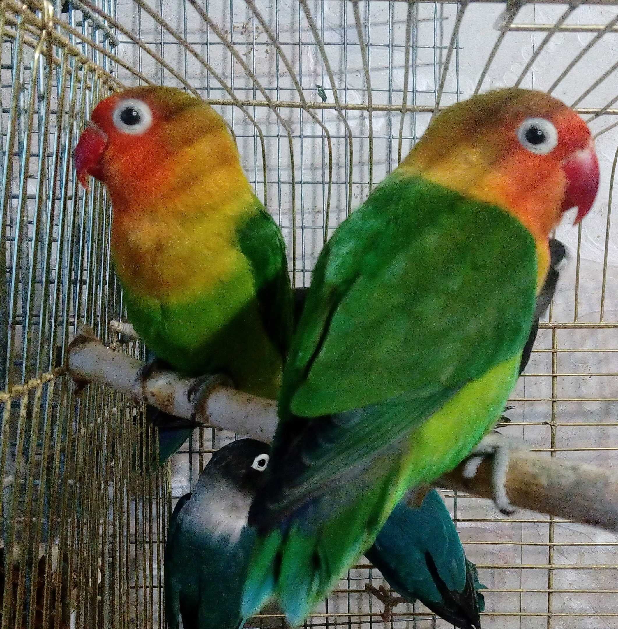 Неразлучники волнистые попугаи