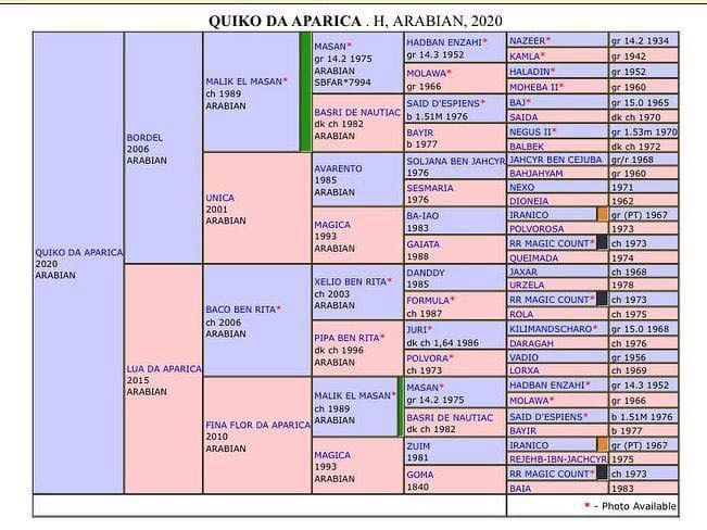 puro sangue arabe