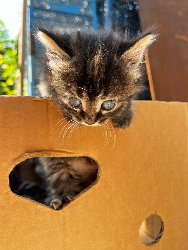 Котенок девочка 1 месяц