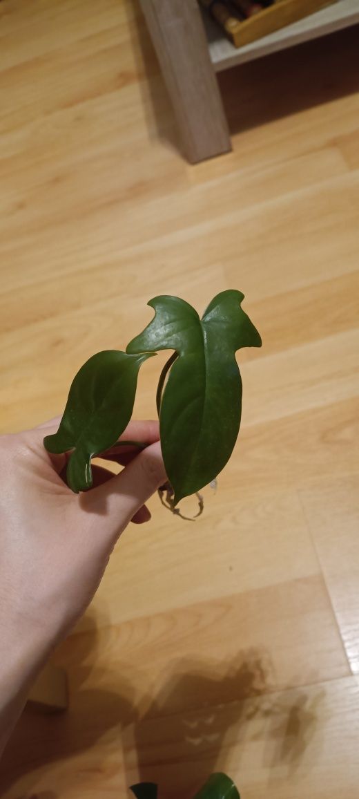 Philodendron pedatum szczepki