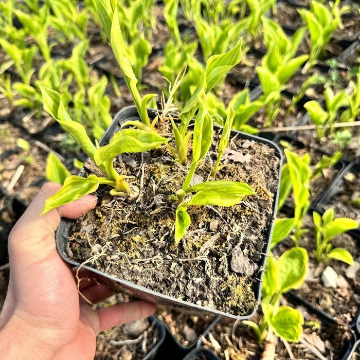 Funkia Hosta 'So Sweet' W DONICZCE 2.0L Kremowo białe brzegi