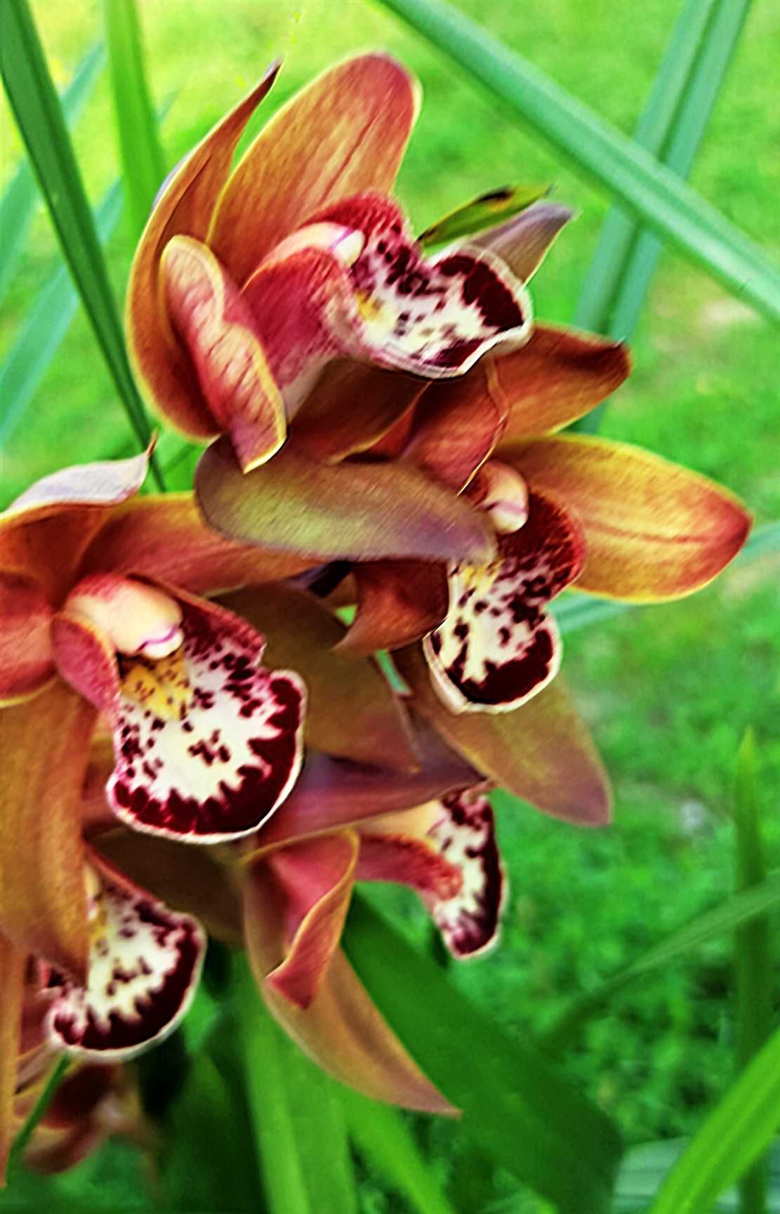 Orquídea - planta para casa ou jardim
