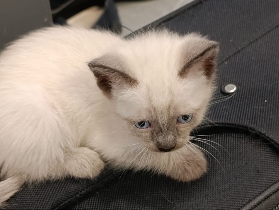 Gatos para doaçao