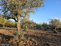 Olival com 30.000 m2