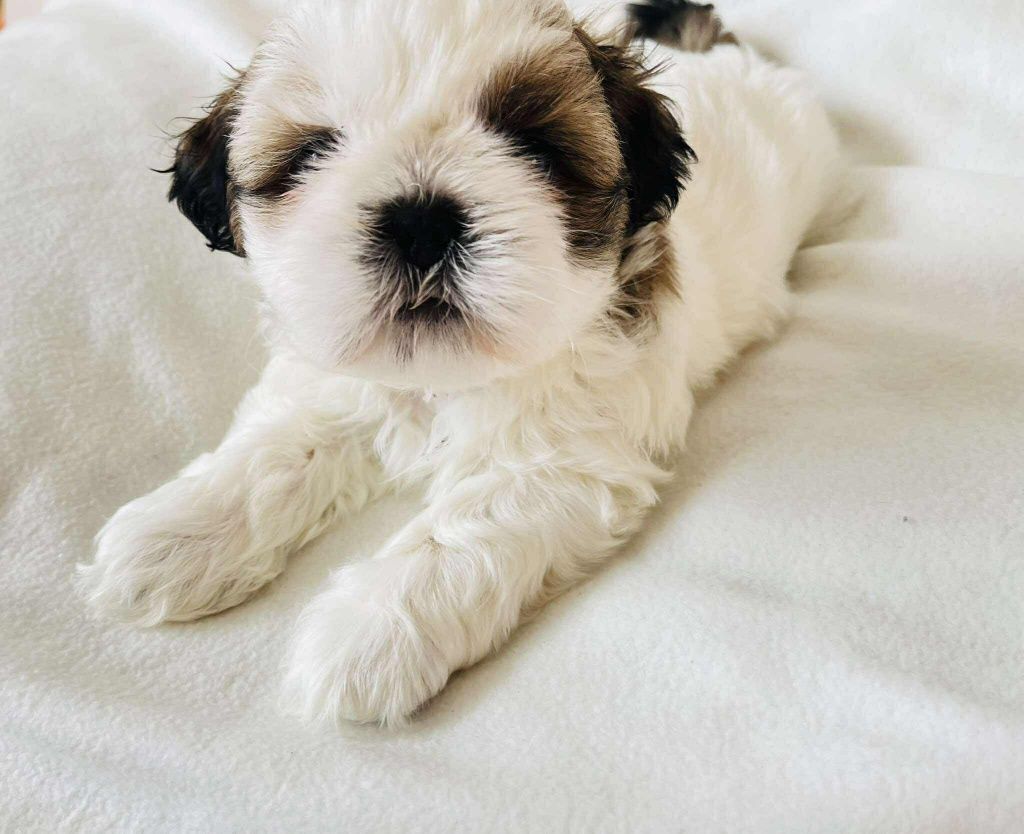 Śliczny piesek Shih Tzu