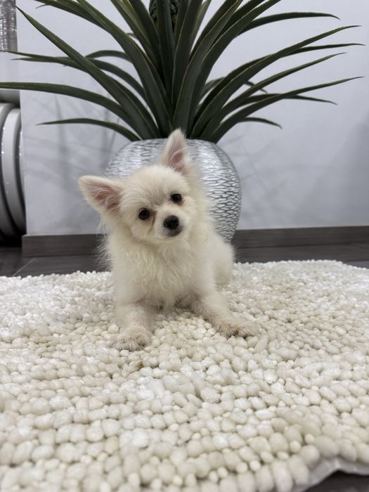 Spitz anão alemão m miniatura