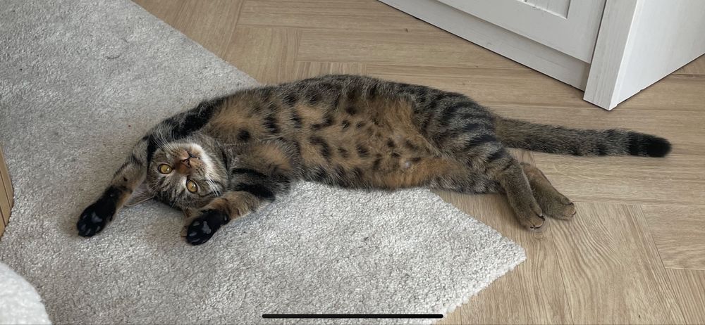 Oddam kotka kota w dobre ręcę