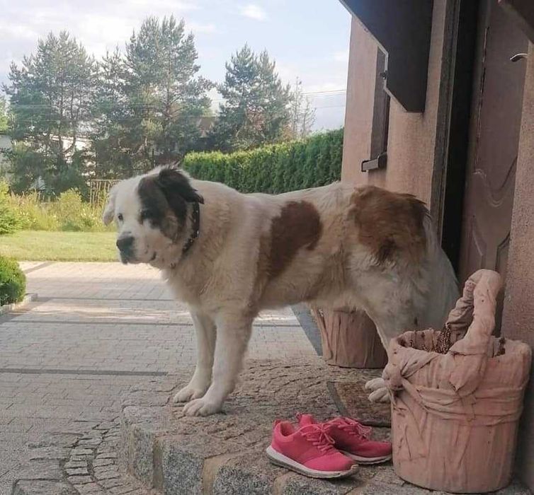 PUMBA to miła duża, rodzinna sunia