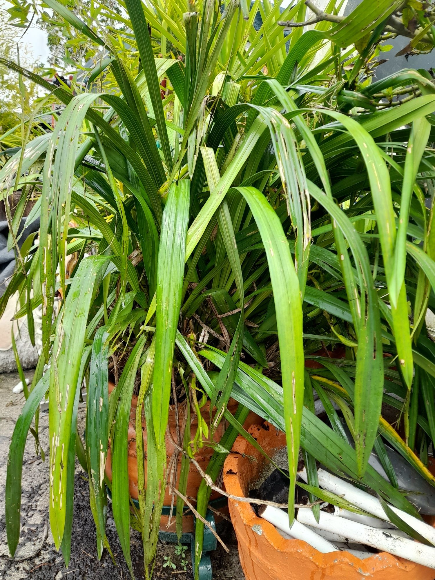 Orquídea gigante