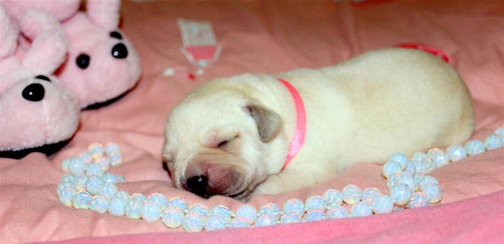 Клубные щенки Лабрадор ретривер