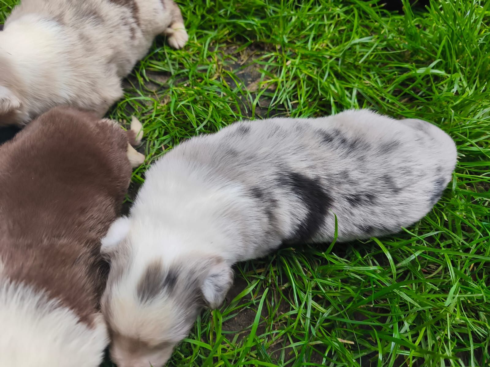 Border Collie Samiec Blue Merle