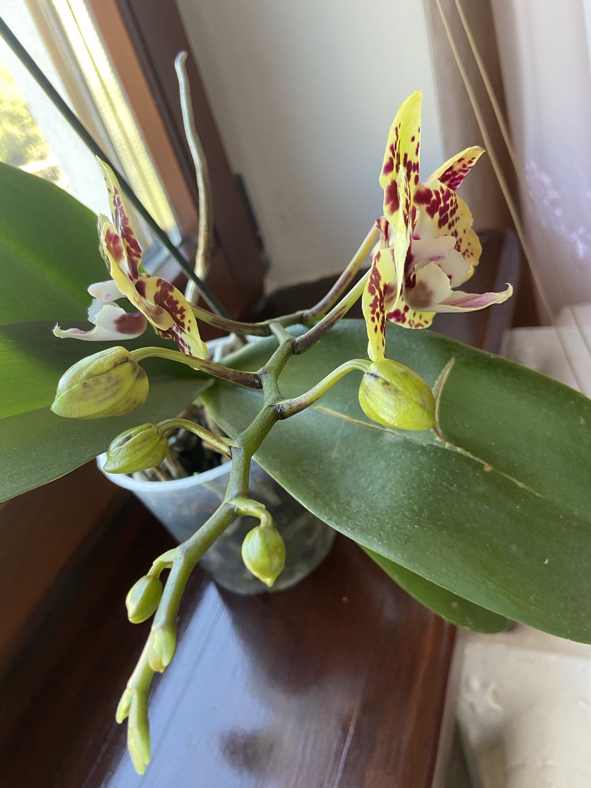 Сортовая орхидея восковая