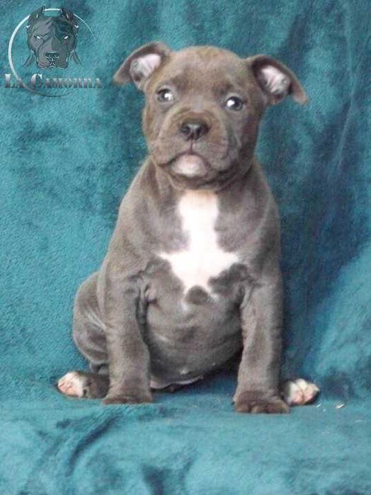 American Staffordshire Terrier Blue Amstaff Suczka