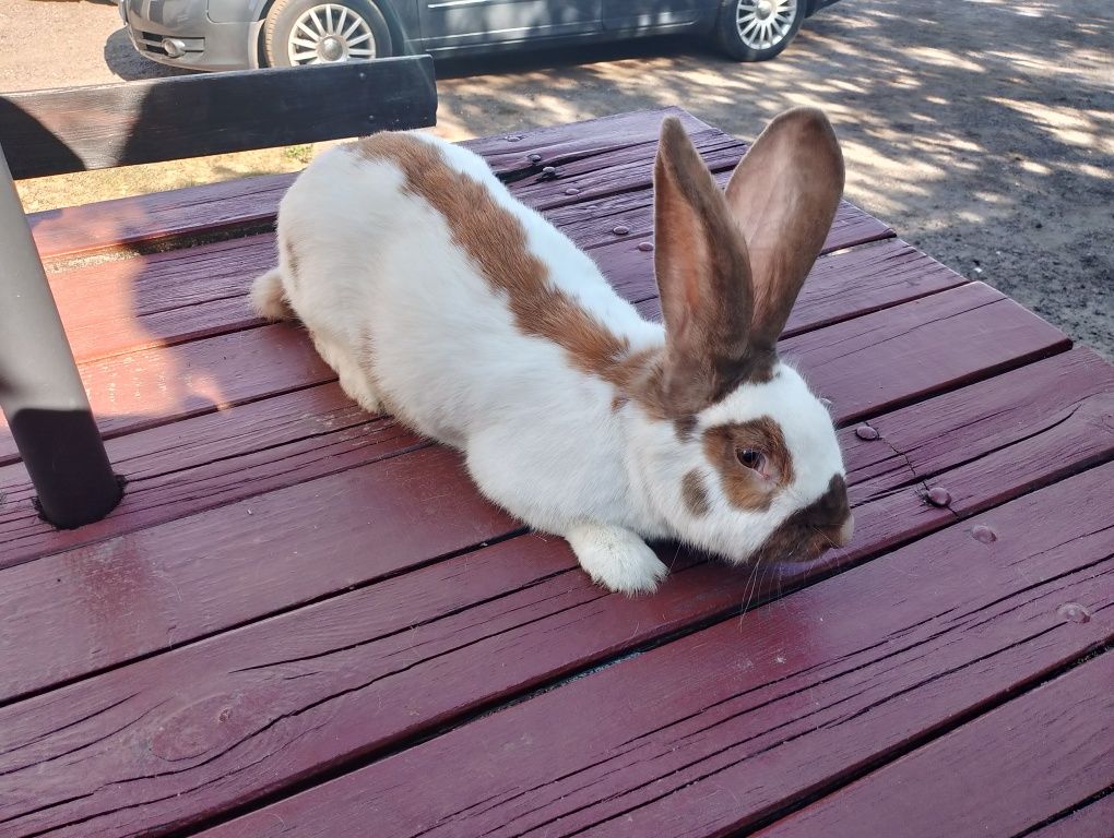 Samice Srokacze Madagaskarowe 6 kg