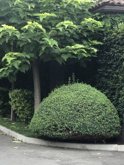 Садівник Петрович