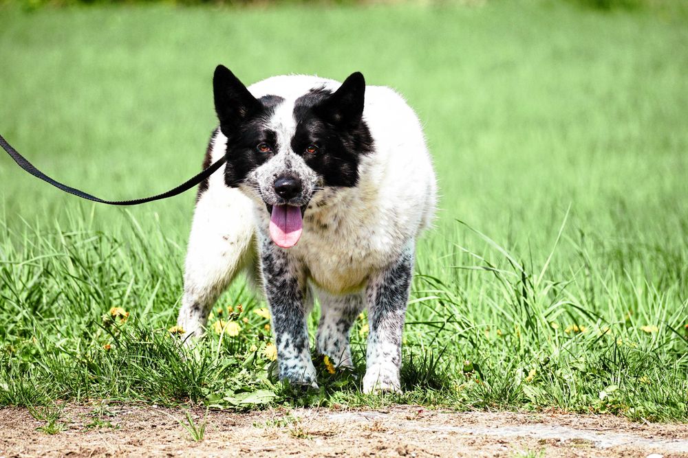 FALA - przepiękna sunia