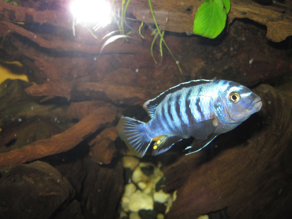 Pyszczaki MALAWI Pseudotropheus Saulosi Saulosa i Maingano - rybki GDA