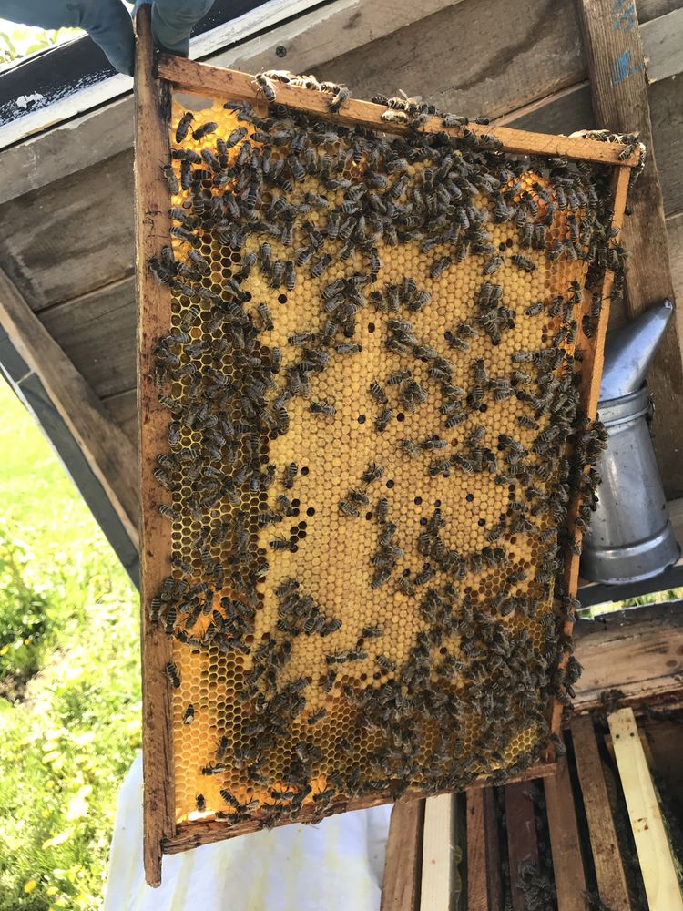 Бджолопакети ( відводки )