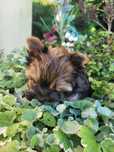Yorkshire terrier ocean perle  piesek