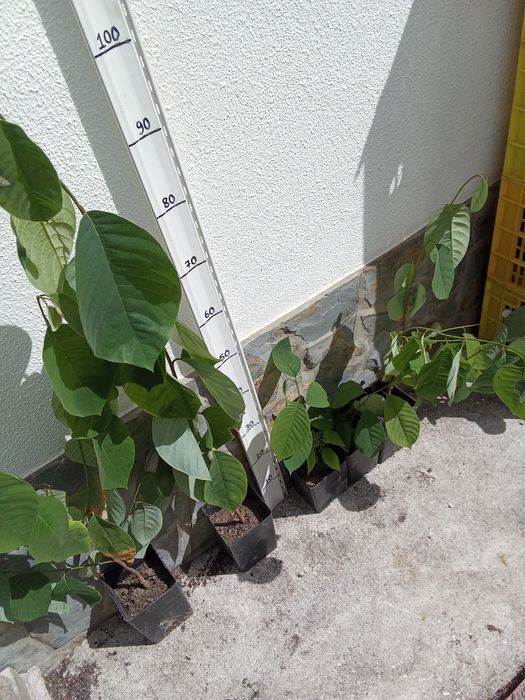 Anonas 100cm em vaso