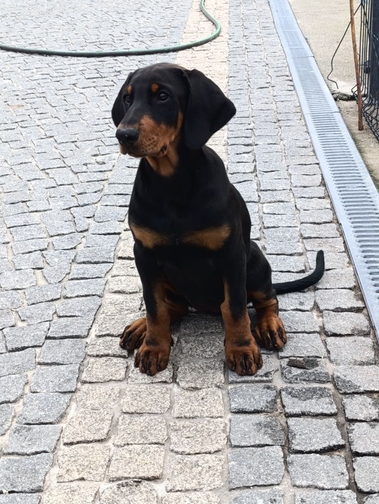 Dobermann macho com lop